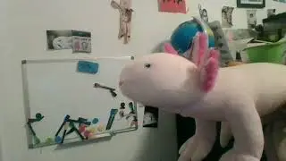 Amphibians explained by an axolotl!
