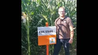 KWS STABIL - der fr&uuml;heste Hartmais mit bester Abtrocknung