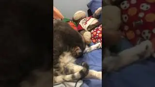 Beautiful Fat Cat ASMR #Shorts