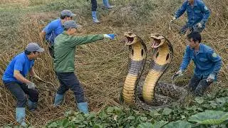 Truy Vết Và Bắt Gọn Rắn Hổ Mang Cực Khủng Ngoài Gò Đất Hoang