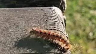Walking caterpillar