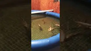 Temporary Blow-Up Koi Pond