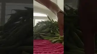 How to Freeze your Extra Green Beans