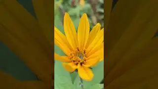 Jerusalem Artichoke Flower