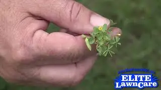 What Do You Know About Wood Sorrel?