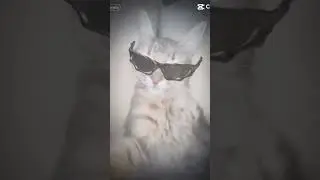 Sigma cat 🐱