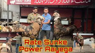 Yeh Bakre Nahi Bikenge Toh Acha Lagega | Rate Aisa Ke Power Aayega | Shanu Bhai Ka Bloodline Goats.