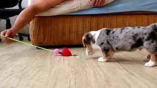Welsh Corgi Cardigan - merle male, Alexandriia, ALEANT kennel
