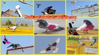 AjjTeddyKabootarMastParwazKarKAya ❤️❤️ 40 Temperature☀️🔥 #kabootar ,400mp 2025Teddy kabootar landing