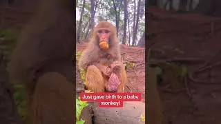 Just give birth to a baby Monkey |  #shorts #viral #money