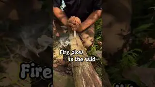 Fire Plow in the wild #survival #bushcraft