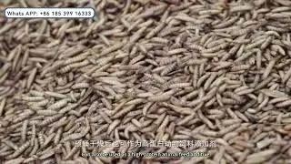 Black soldier fly resource utilization and pollution-free food waste treatment project