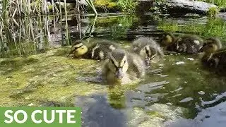 Rescued ducklings overjoyed to play and feast in pond