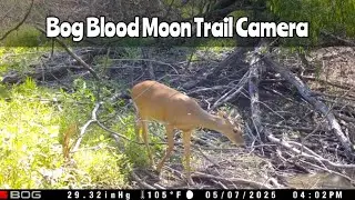 BOG Blood Moon Trail Cam Video 2025
