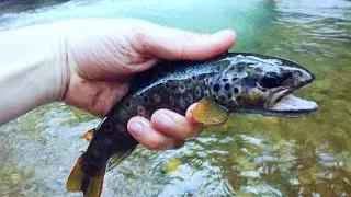 Où trouver des ruisseaux poissonneux ? Decouverte de la pêche au toc en Haute-Savoie en FULLHD!