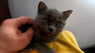 british cat tree ( Британський кіт )