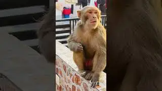Sweet tooth satisfied #monkey #cute #vibes #enjoying#sugarcane