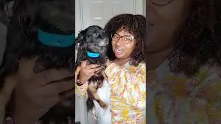 Pet Pawsabilities Humane Bark Collar
