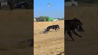 Dog Race #dog #pets #vrial #shortvideo