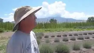 Colorado Lavender Festival - Green Acres U-Pick tour, Bob Korver