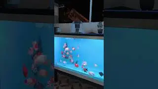Luigi Goldfish Farm Palembang #goldfish #goldfishpond #goldfishtank #bakfiberkaca #ikanhiaspalembang