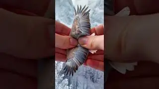 Soaring Eagle, Is Really a Squishy Toy, Squishy Toy, Squishy Toys AI,  Eagle, Eagles, Bald Eagle AI