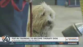Meet Pierce: Spokane County Fire District 8's new therapy dog