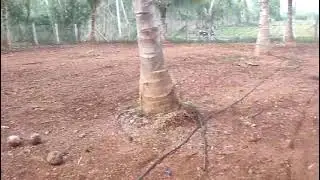 🙏 44 Gunte  Agriculture Farm Land +karabu10 Gunte  For Sale .Price Gunte 1,50000🌴🌴🌴🌴 malavalli Near 