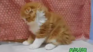 1707068 【ペットショップ エンゼル】お薦めの子犬・子猫