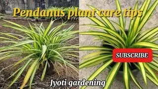 Beautiful Pantanas plant care tips and propagation 🪴🏝️