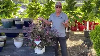 Brighten Your Garden with Jazz Hands Variegated Lorapetalum