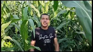 Intercropping Yellow Corn & Soybean تحميل فول صويا علي ذرة  صفراء  لانتاج سيلاج عالي بروتين يصل ٪ ٢٢