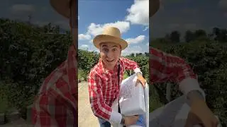 Helados infinitos 🍦