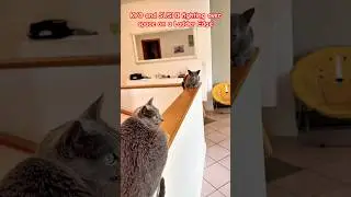 KYO and SUSHI fighting over space on a Ladder Edge