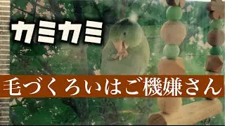 マメルリハ来夢です。ご機嫌な時は毛づくろい😊　カキカキ　カミカミします。