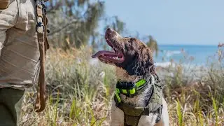 Fox Control Program | featuring Scout