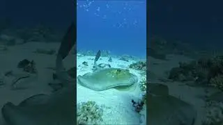 Fantail stingray inhabits sand and mud #diving #ocean #oceanlife #underwater #fish #foryou #fyp