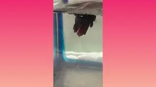 Betta Fishes Breeding Setup // Betta Fish // Betta Fries //
