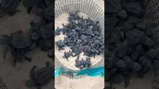 Sea Turtle- Conservation at Sal - Cabo Verde 🇨🇻