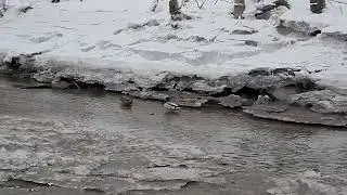 Walking on a Frozen River ❄️ Pure Relaxation & Cracking Ice Sounds
