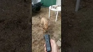 Sticque Anti Bark Dog Training Tool!