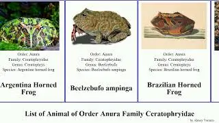 List of Animal of Order Anura Family Ceratophryidae frog horned pierottii Ceratophryinae ampinga
