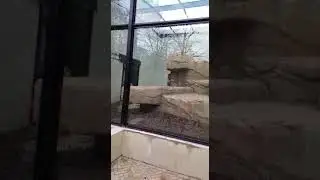 Lion in artis park Amsterdam