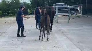 Pryme D’zyne, Futurity 2020