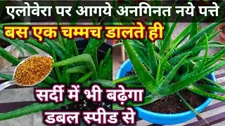 BEST HOMEMADE FERTILIZER FOR ALOEVERA. Aloe vera plant winter care.सर्दी में एलोवेरा की देखभाल.