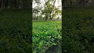 Tea Garden east of Nepal#nature #nepali #nepalivlog