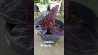 Calathea Roseopicta #flowers #reels #trending #trendingshorts #shortvideo #shorts #viralvideo #viral