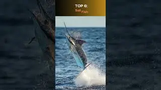 Top 10 fastest animals in the world 🌍
