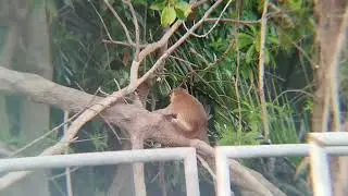 monkey in the nature.