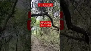 Rat snake climbing tree🐍 !! They are non venomous #ratsnake #climber #shorts #viral